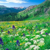 Mountain wildflowers.