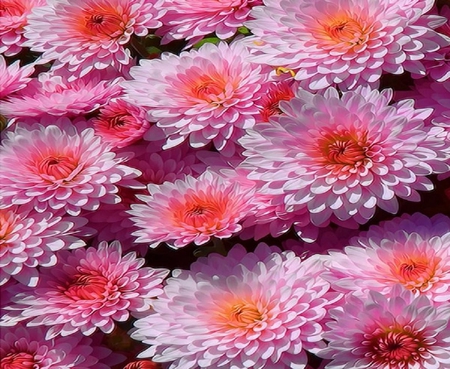 Pink. - petal, chrysanthemum, daisy, flower, pink