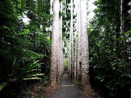 Kauri Avenue - narrow, road, trees, leaves