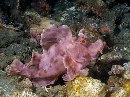 RHINOPIAS FISH - sealife, ocean, pink, fish, underwater