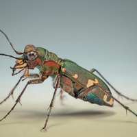 TIGER BEETLE