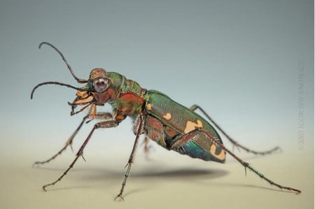 TIGER BEETLE - macro, insect, bug, tiger, beetle, tiger beetle