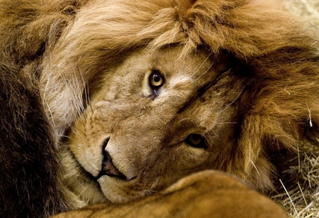 THE SWEET SIDE - male, big cats, king, lion, sweet, beast, wildlife