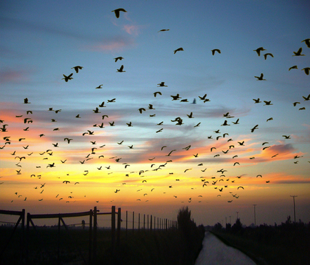 Flight into the Distance - skyscape, clouds, path, birds, fence