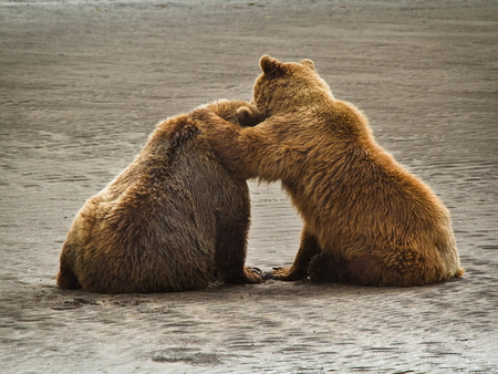 cheer up!!!! - wallpapers, fun, bears, brown  bear, wild animals, cheer up