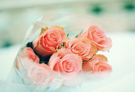 bunch of roses - buds, roses, soft, blooms, bud, rose, lovely, plants, delecate, nature, blossoms, beautiful, nice pretty, flowers