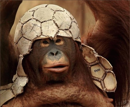 after the football match!! - after the football match, primate, animal, wallpaper, fun, orang oetang