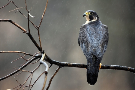 Blame it on the rain.. - bird, beautiful, rain, photo, falcon, ditting