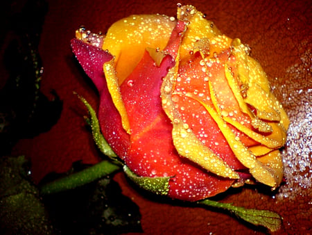 yellow-beautiful-roses - roses, yellow, beautiful, photography, drops, wet, photo, fallen, flower, flowers, nature, red, rose