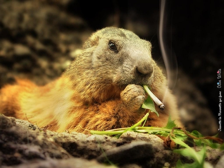 ok . ok .only light cigarettes !!! - licht, rodent, only light cigarettes, bad, wallpapers, smoking