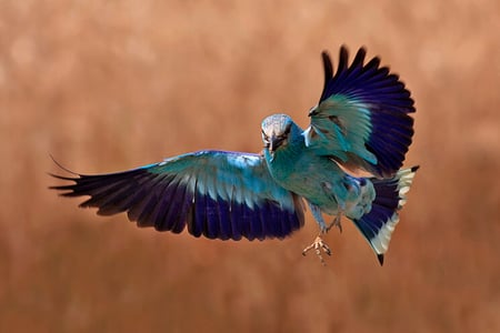 Beautiful flight - blue dark, bird, blue, beautiful