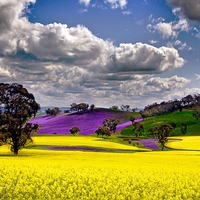 Golden field