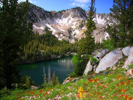 Summer day in the mountain - summer, snowy, flowers, stones, nature, mountain, day