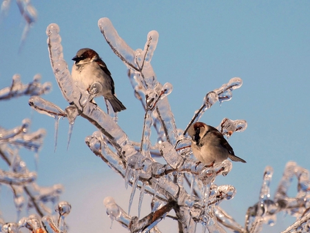 Birds on a icy Tree - ice, birds, winter, nature, tree, animals