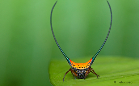 Gasteracantha Arcuata - insekt, gasteracantha, arcuata, cool