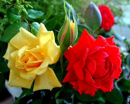 Red and Yellow Roses for Carol - roses, yellow, beautiful, photography, photo, flower, flowerbed, flowers, nature, red, garden, rose