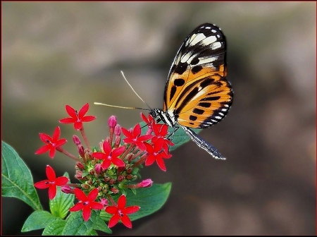 Butterfly on Flowers - beautiful, on flowers, butterfly, picture