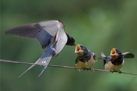 Feeding Bird - feeding, cute, bird, picture