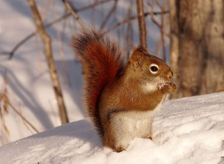 Cute Squirrel - picture, squirrel, cool, cute, on snow