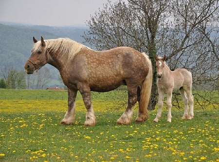 Beautiful Horses - horses, picture, cool, beautiful