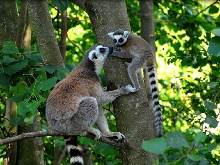 Lemurs on Tree - on tree, picture, cool, lemurs