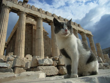 Julius Kitty - parthenon, fur, kitten, italy, rome, cat, ruins, kitty