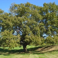 Beautiful Tree