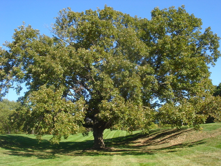 Beautiful Tree - nature, tree, big tree, beautiful