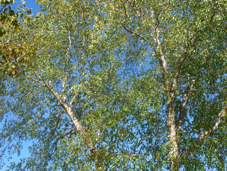 Birch Leaves - birch, nature, tree, park