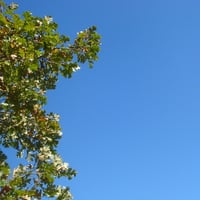 Tree and Sky