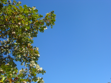 Tree and Sky - nature, park, sky, tree