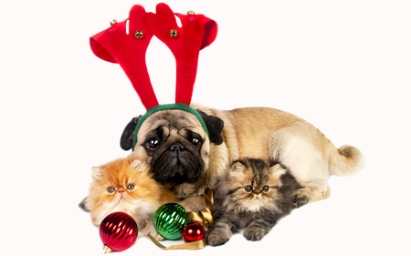 Adorable Friends - pretty, magic, christmas balls, red balls, dog, holiday, friends, xmas, face, merry christmas, ball, christmas cat, beauty, friendship, green, cute, green ball, happy holidays, animals, cat face, eyes, dog face, paws, dogs, kitten, red, magic christmas, cats, christmas dog, balls, beautiful, photography, lovely, sweet, cat, christmas, adorable, kitty