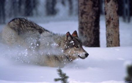 Snow-plowing Wolf