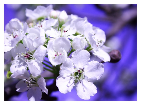 Clouds of Flowers - white, sky, flowers, lovely