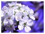 Clouds of Flowers