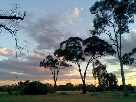 Dusk on Australian bush - nature, outback, bush, australia, dusk