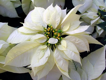 For SuzzieCue - december, white, winter, green, poinsettia, flower, birthday