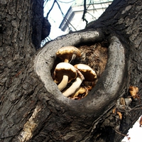 Mushrooms in a tree