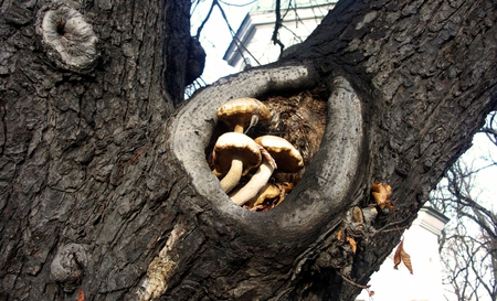 Mushrooms in a tree - nature, mushrooms, tree, autumn