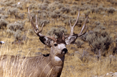 Graceful Deer - nature, wildlife, buck, mule deer, animals, doe, deer, white tail deer