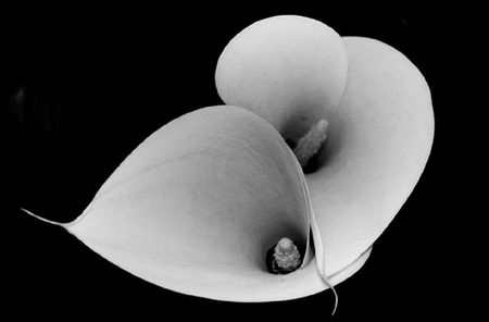 White Lilies - lilies, white, kalas, flowers