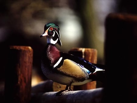 Wood Duck - stripe, head, duck, green