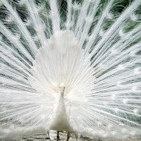 White Peacock