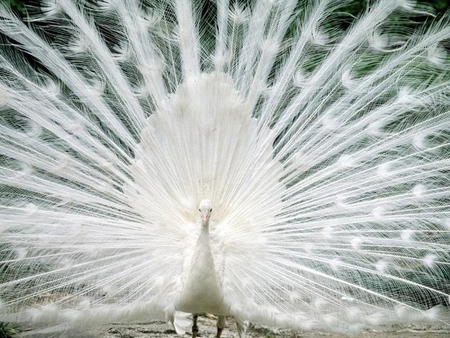 White Peacock - white, feathers, bird, peacock