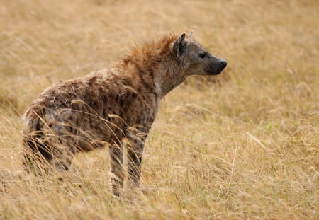 Hyena - hyena, animal, animals, wildlife