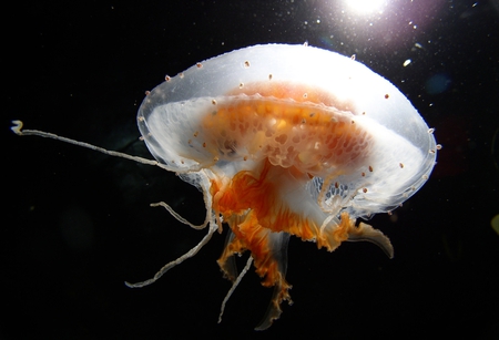 Jellyfish - sea, jellyfish, ocean, wildlife