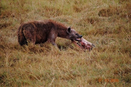 Hyena - wildlife, eating, hyena, hyenas