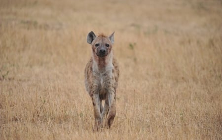 Hyena - hyenas, hyena, wildlife, africa