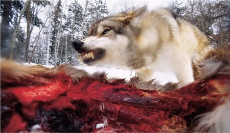 Hungry Wolf - food, blood, wildlife, wolf