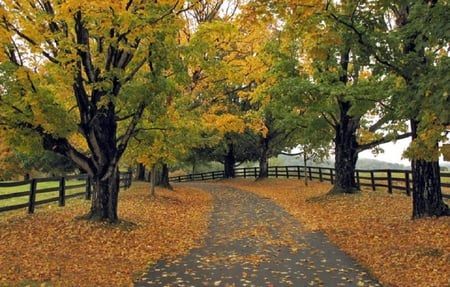 Autumn road. - path, nature, autumn, road, leaf, fence, tree